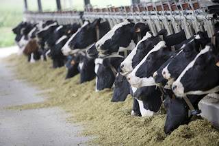 DHS creates the 'National Livestock Readiness Program' to control our food supply Cattle