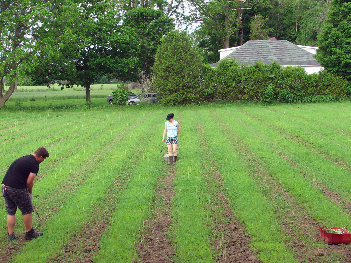 Farm Hand Turf Production JOBS FARMS