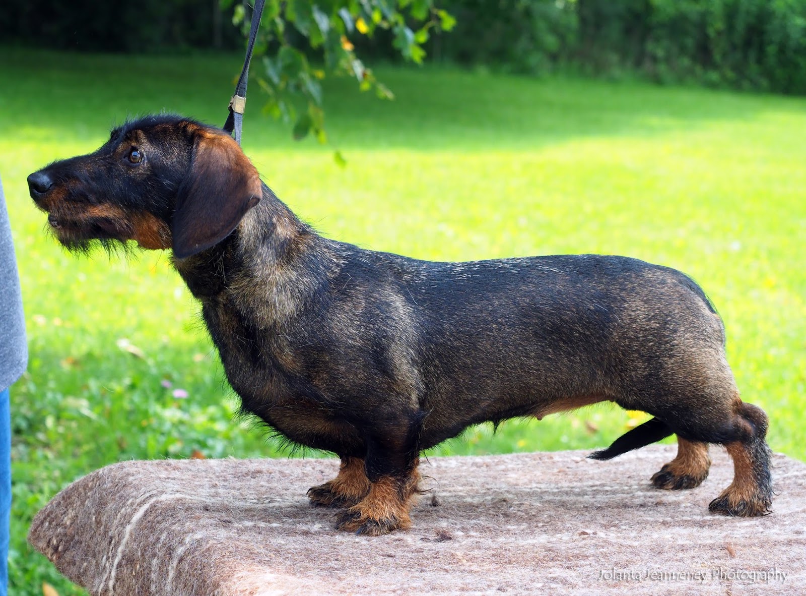 teckel dachshund puppies for sale