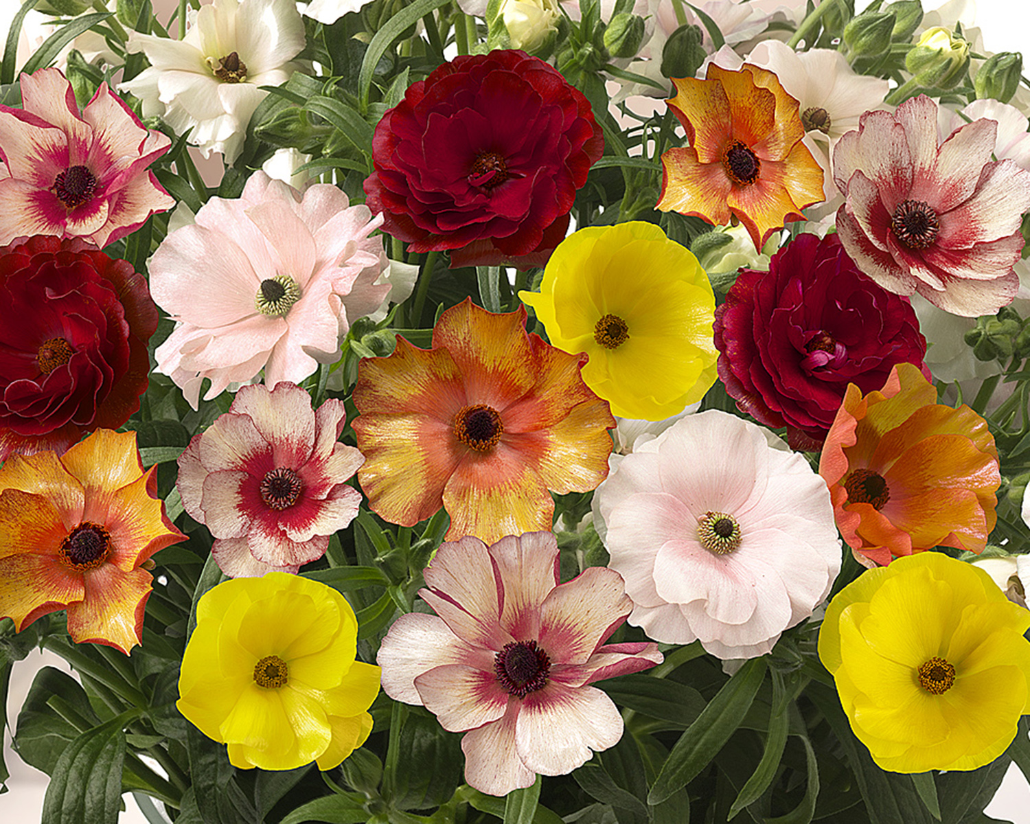 Flower Talk Butterfly Ranunculus Primer