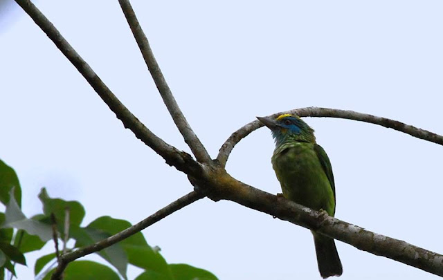 Birds in Sinharaja Forest