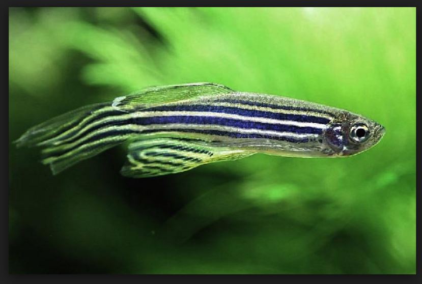 Рыбка данио рерио. Данио рерио вуалевый. Рыбка данио рерио. Данио рерио. Рыбка рерио 5 букв сканворд.