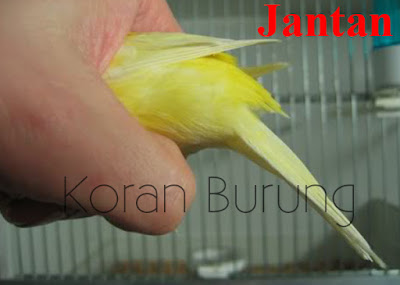 Cara Tepat 100% Membedakan Burung Kenari Jantan dan Betina Dalam menentukan burung Kenari yang gacor tentu tidak dilakukan secara asal Cara Tepat 100% Membedakan Burung Kenari Jantan dan Betina