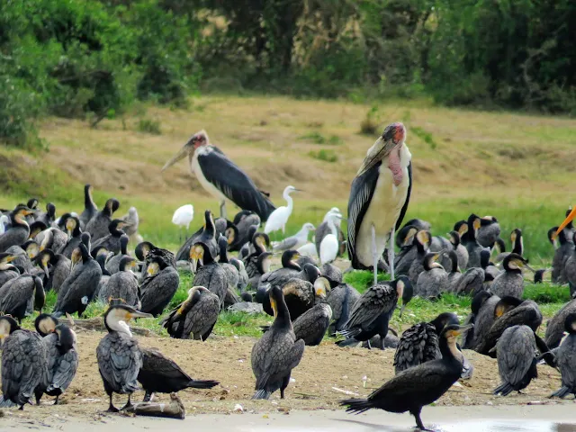 Marabou storks in a flock of other water birds on the Kazinga Channel in Uganda