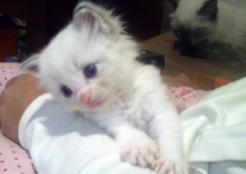 COOL IMAGES: Emo Pets