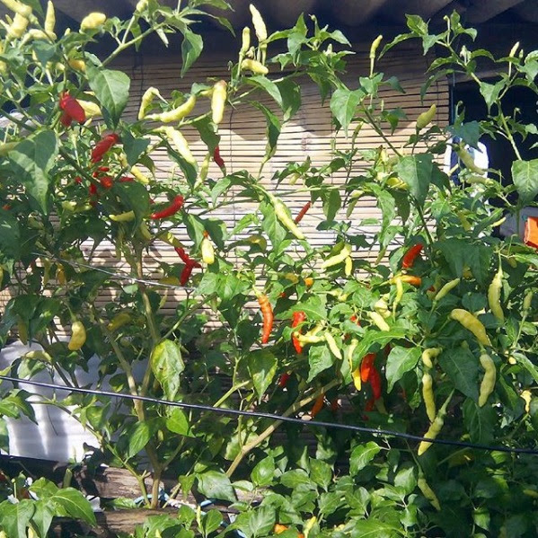 Mengasah Kecerdasan Naturalis Anak dengan Berkebun