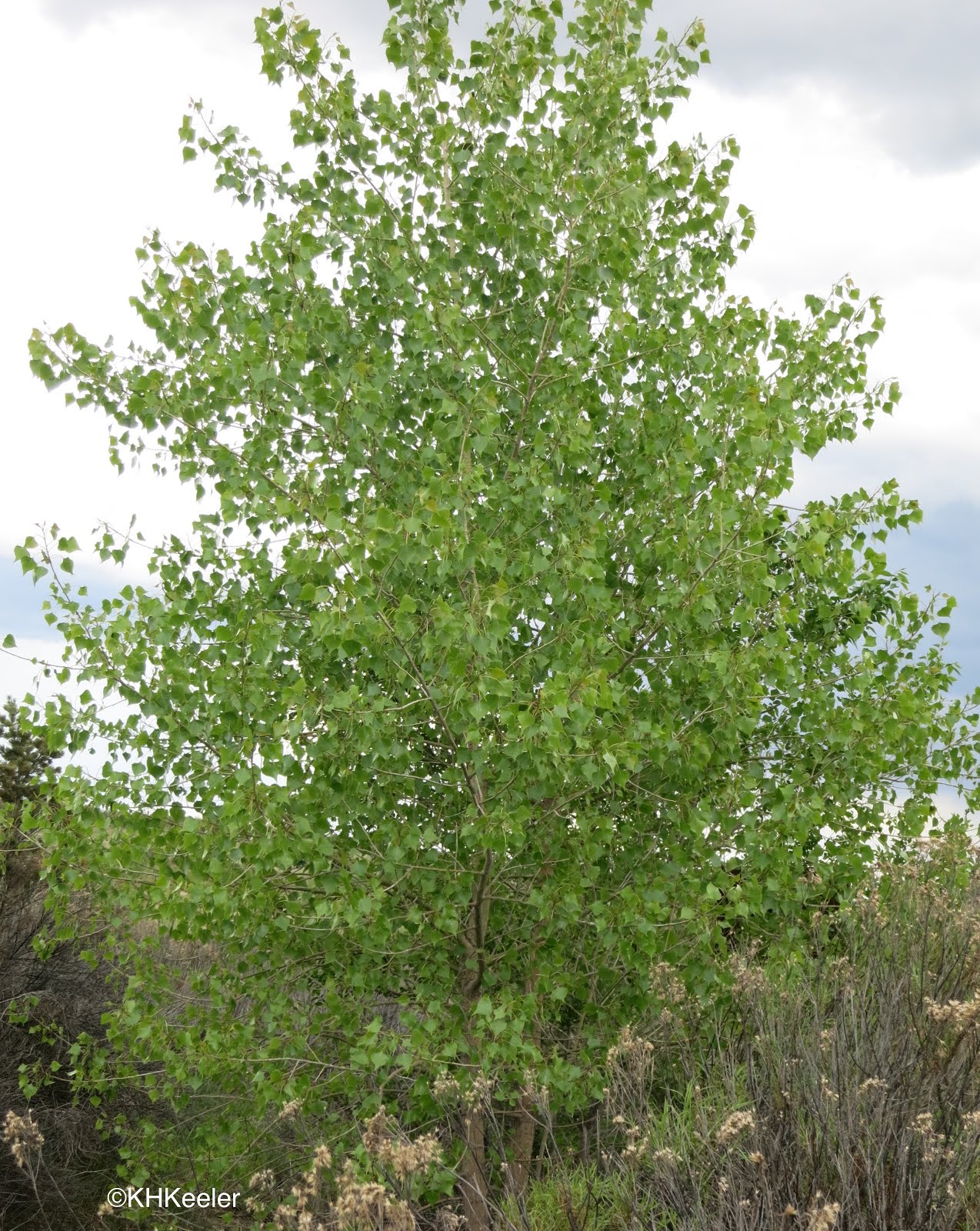 A Wandering Botanist Plant StoryThe Majestic Cottonwood
