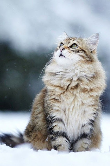 beautiful cat looking up in winter snow