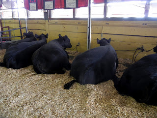 Black cows at the Minnesota State Fair in Minneapolis