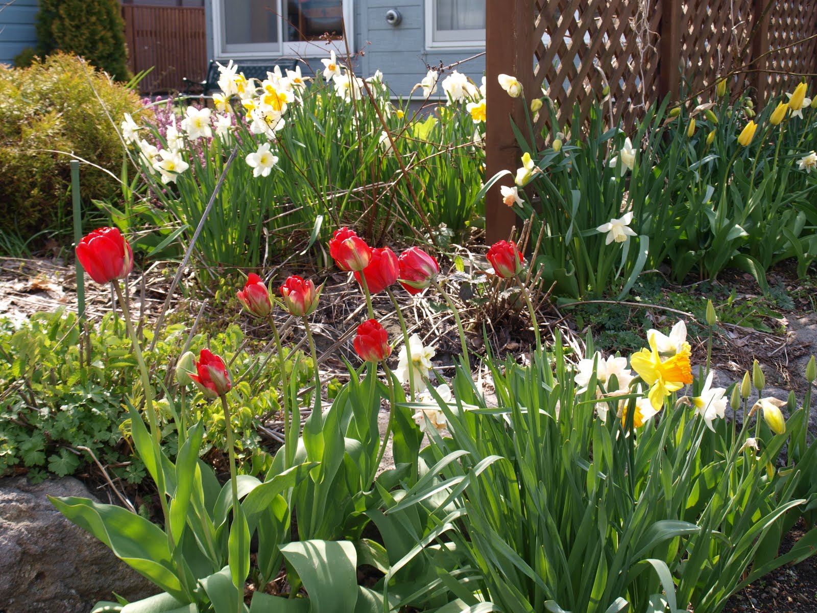Using red tulips in your backyard is giving cheerful and interesting 