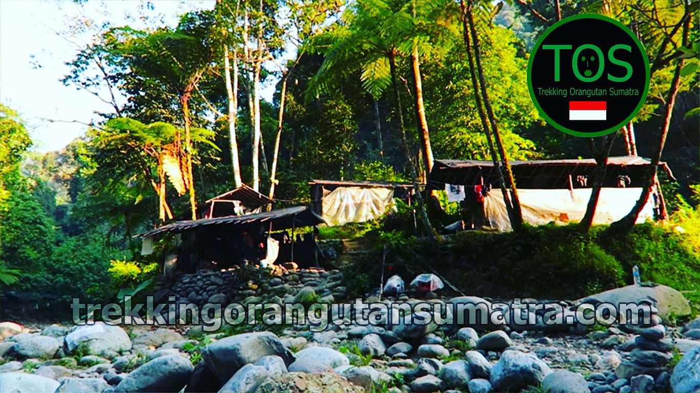 Trekking Orangutan Sumatra - Amazing Trips in Bukit Lawang