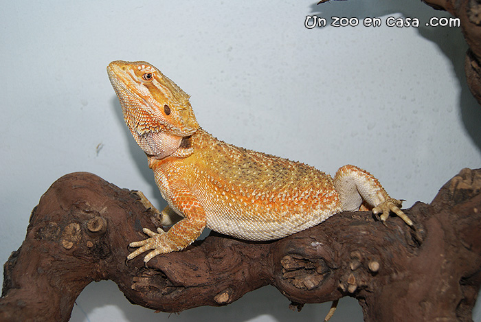 Infotortuga: Pogona vitticeps, el dragón barbudo