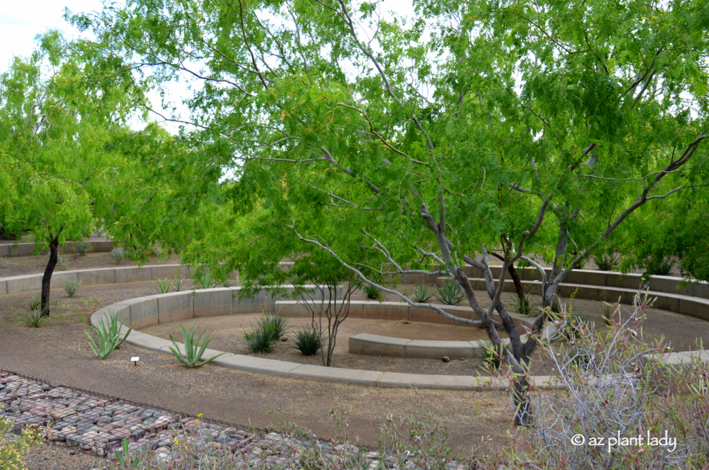 10 Beautiful, Native Trees for the Southwest Ramblings from a Desert