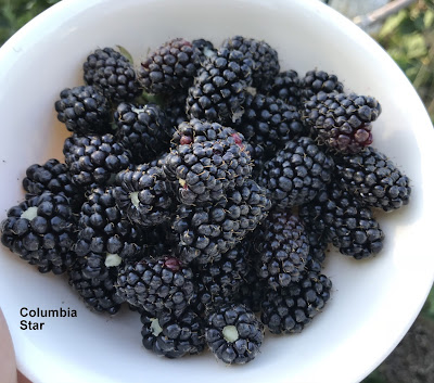 Columbia Star Blackberry