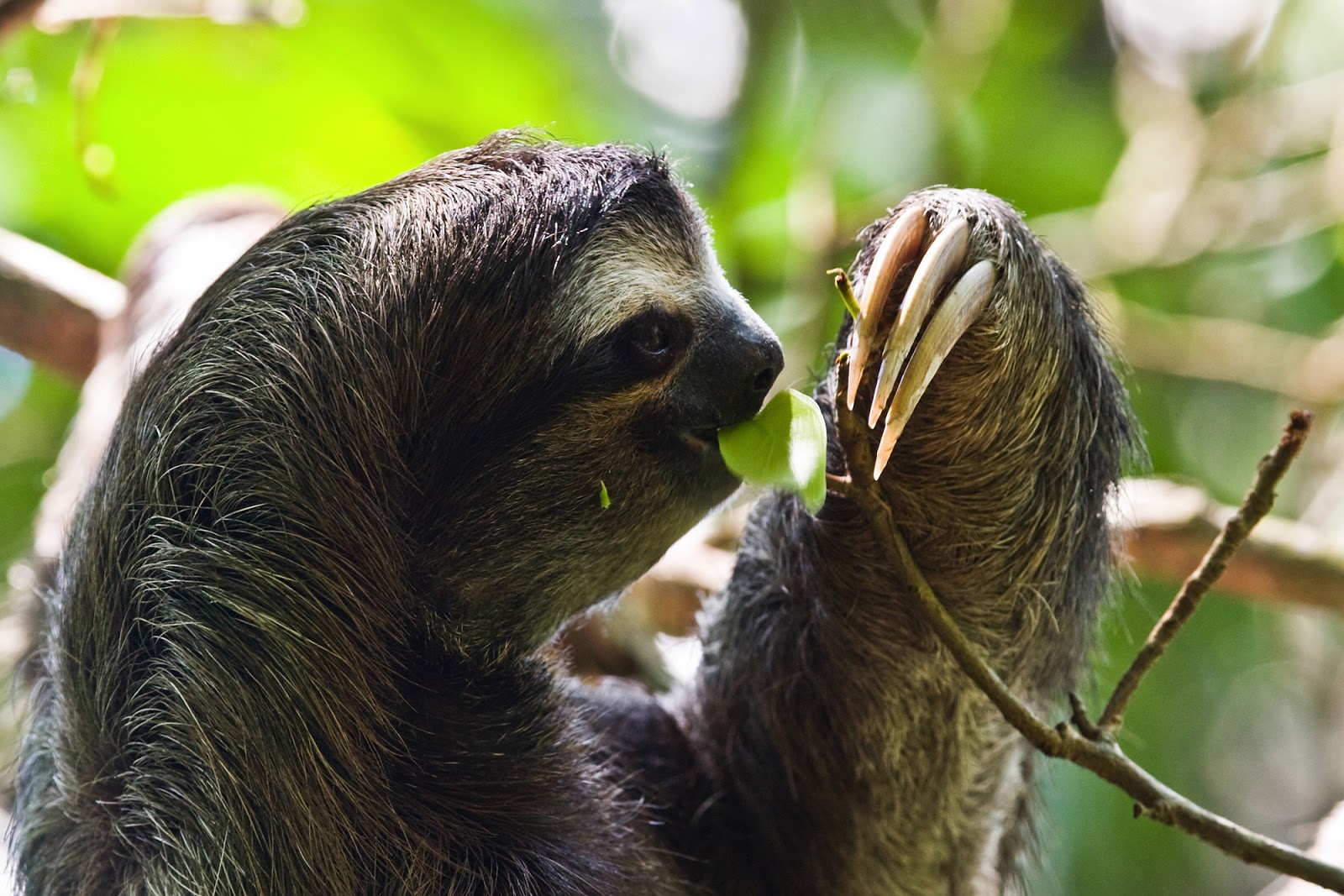 ΒΡΑΔΥΠΟΔΕΣ ( SLOTHS ) photos - wallpapers (ανανεωμένο) | the fun bank