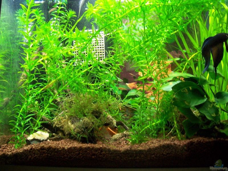 image 10 Gallon Betta Tank image 10 Gallon Betta Tank