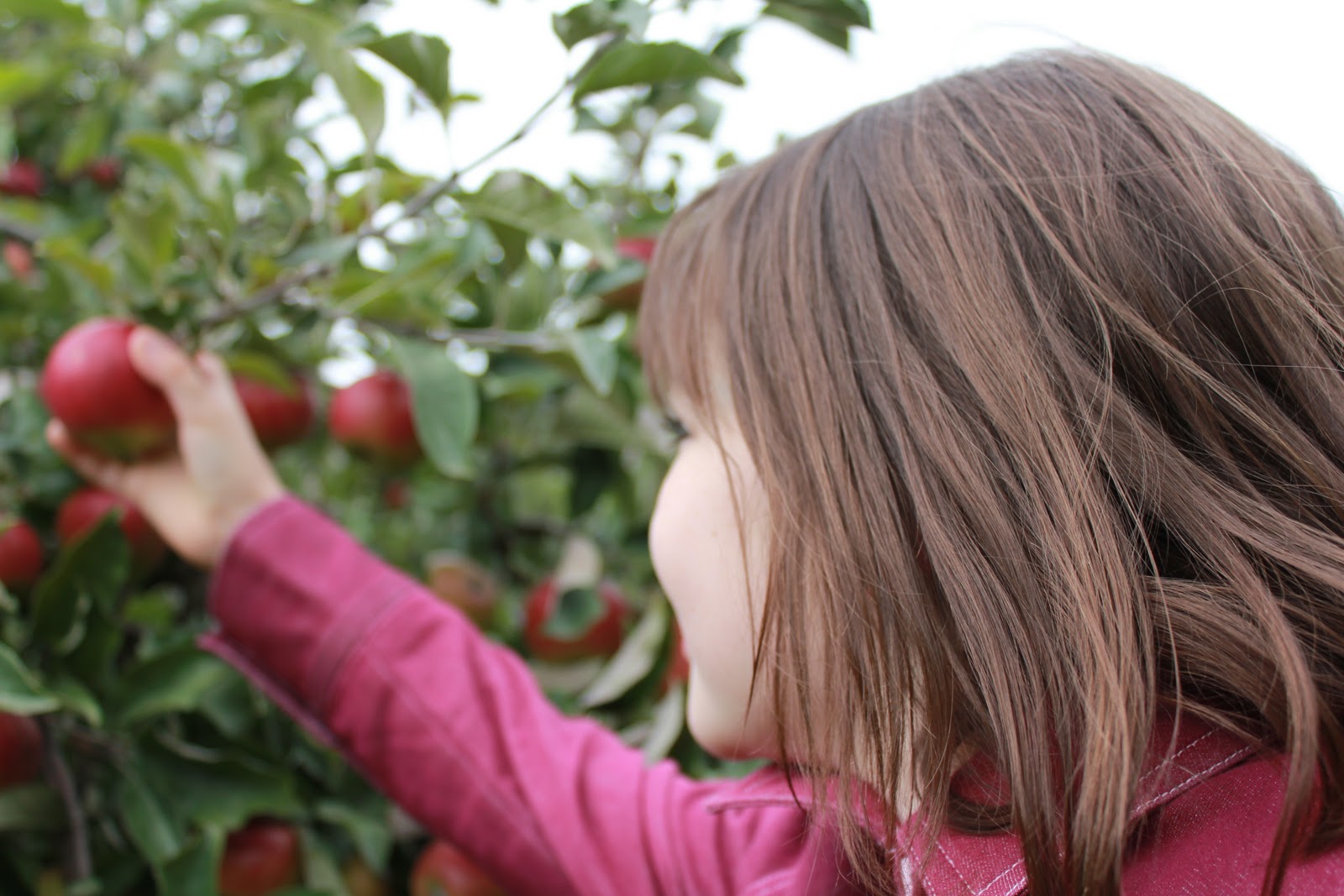 Convergence Apple Picking in the Adelaide Hills what joy!