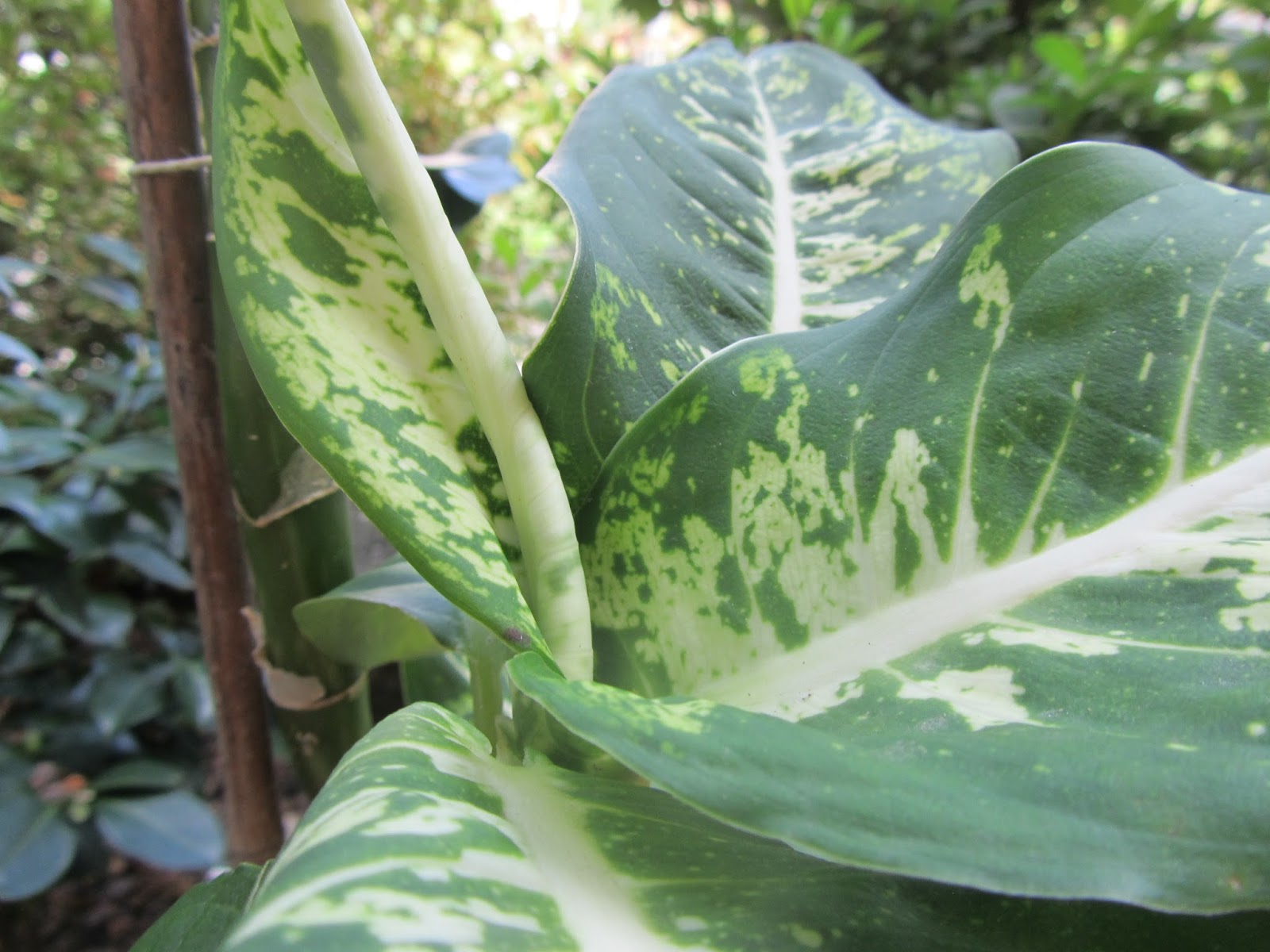 Dieffenbachia, una Pianta da Appartamento dalle Grandi Foglie Variegate Il Gusto Della Natura