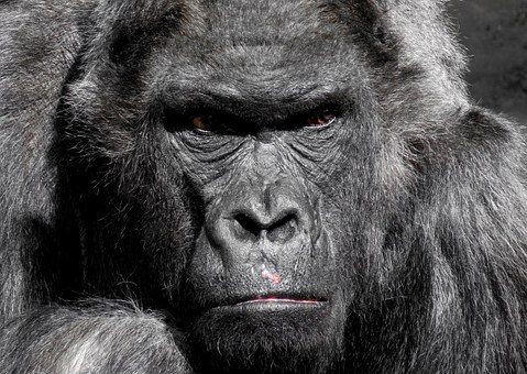 Gorilas (imagenes) - Gorillas images