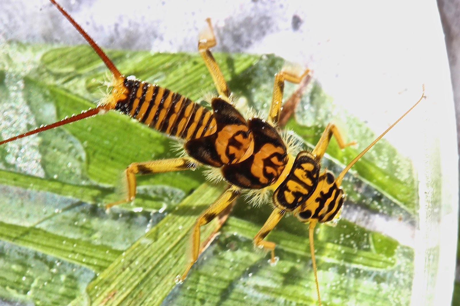 Aquatic Insects of Central Virginia: May 2014