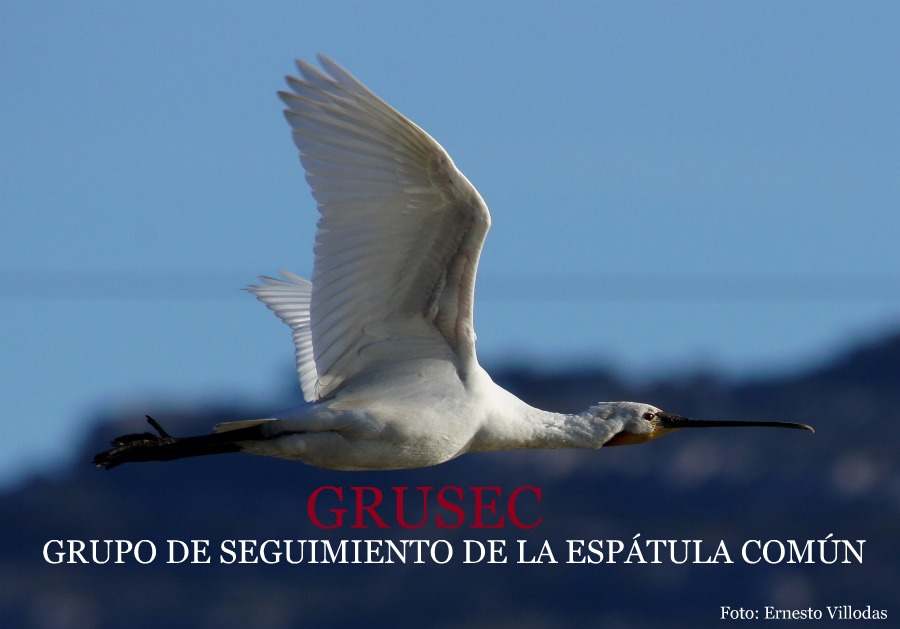GRUSEC   European spoonbill (platalea leucorodia) study group