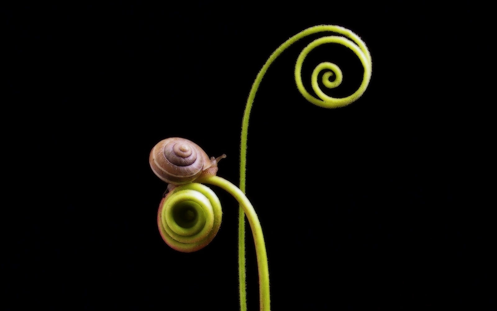 Snails+wallpapers+5.jpg