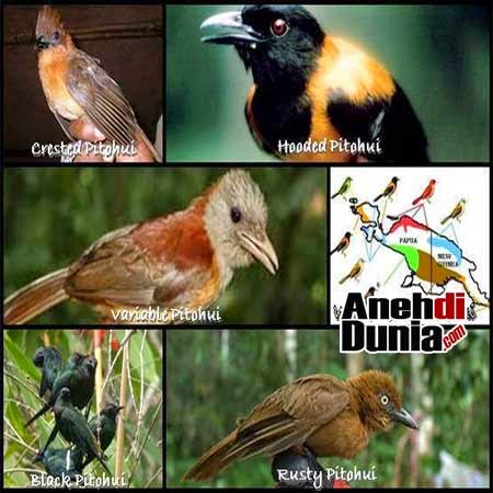 Pitohui Burung Beracun Dari Papua Berita Aneh Unik Dan Menarik