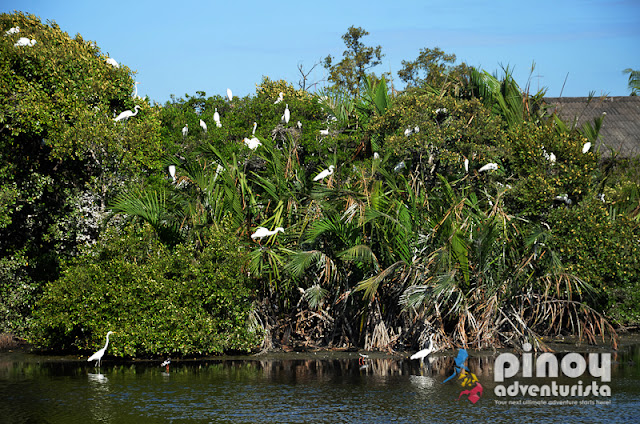 2nd Zamboanga City Bird Festival