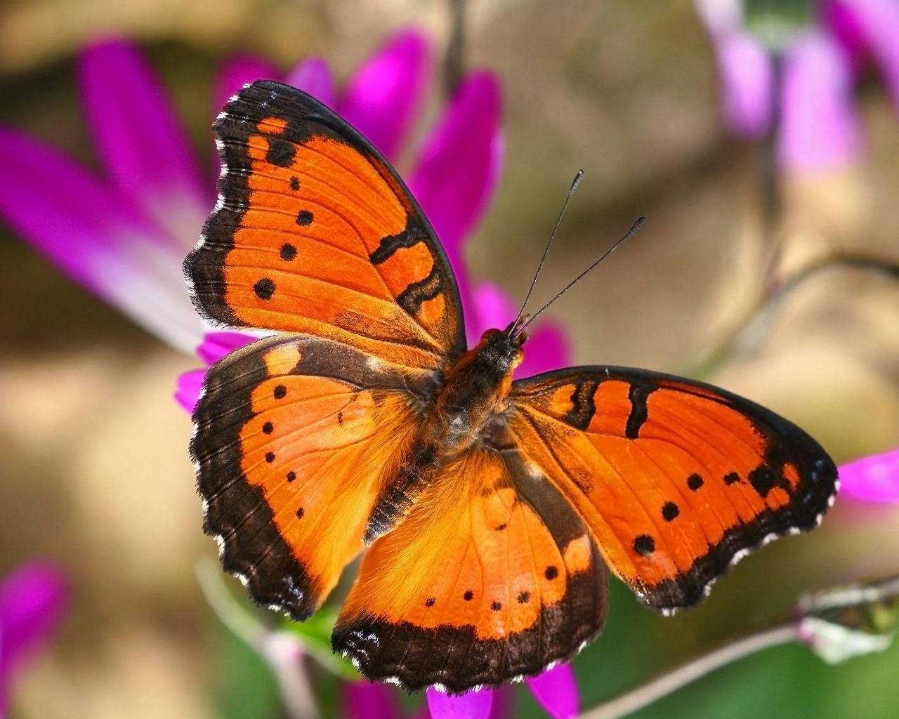 Orange butterfly wallpaper