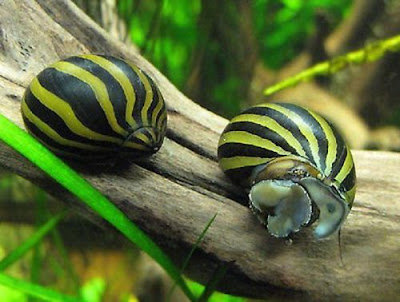 Beberapa Jenis Keong Hias Yang Cocok Untuk Aquascape Anda https://www.bimapedia.com/2018/12/beberapa-jenis-keong-hias-yang-cocok.html