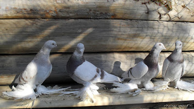 Agaran Pigeon images - Агаран