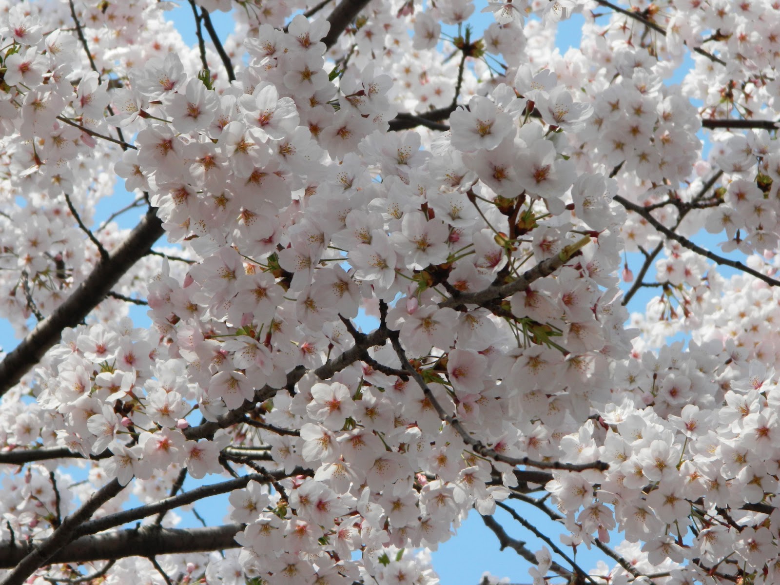 Cheery cherry blossoms