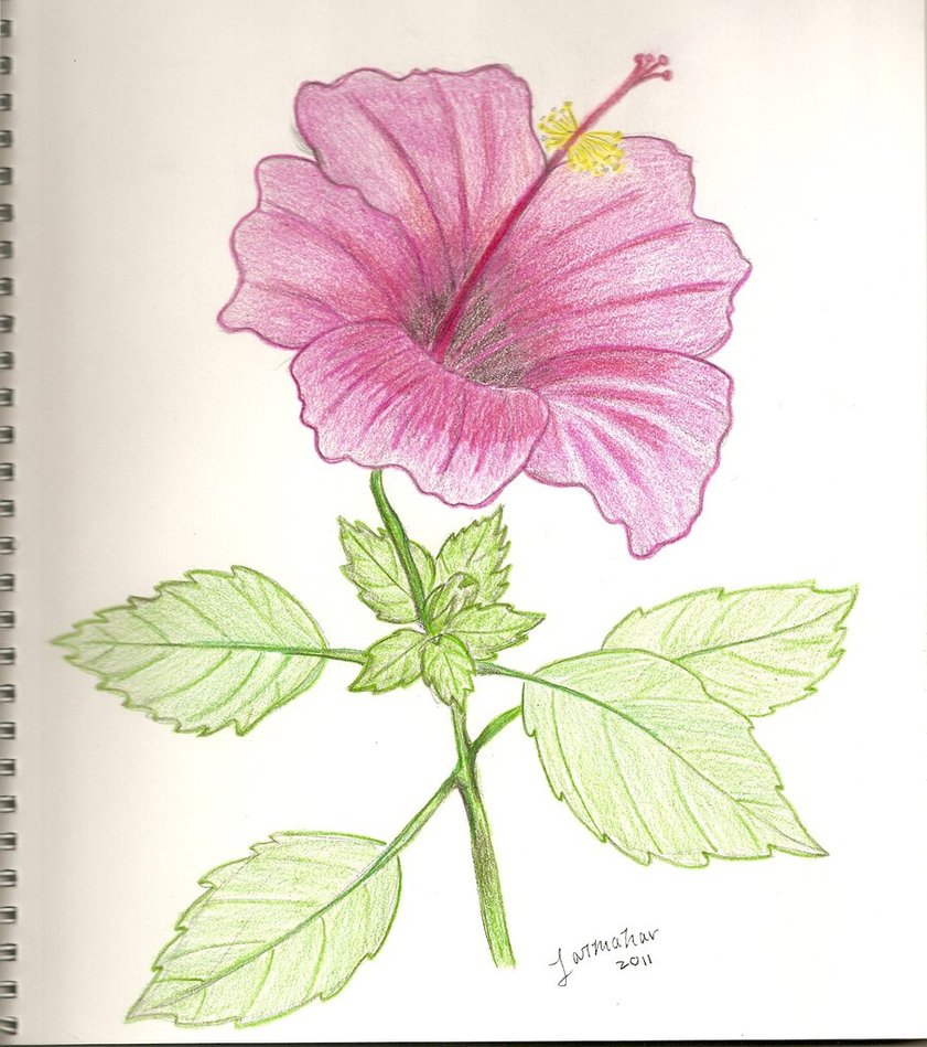 Flowers drawings