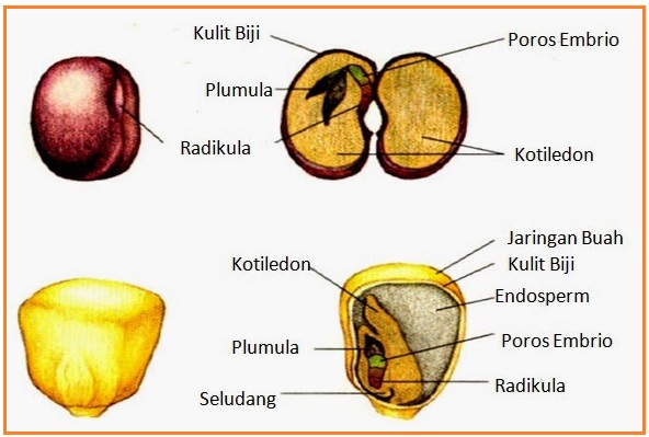 Biologi Gonzaga: Kupas Tuntas Soal Semester 1 Kelas XII IPA
