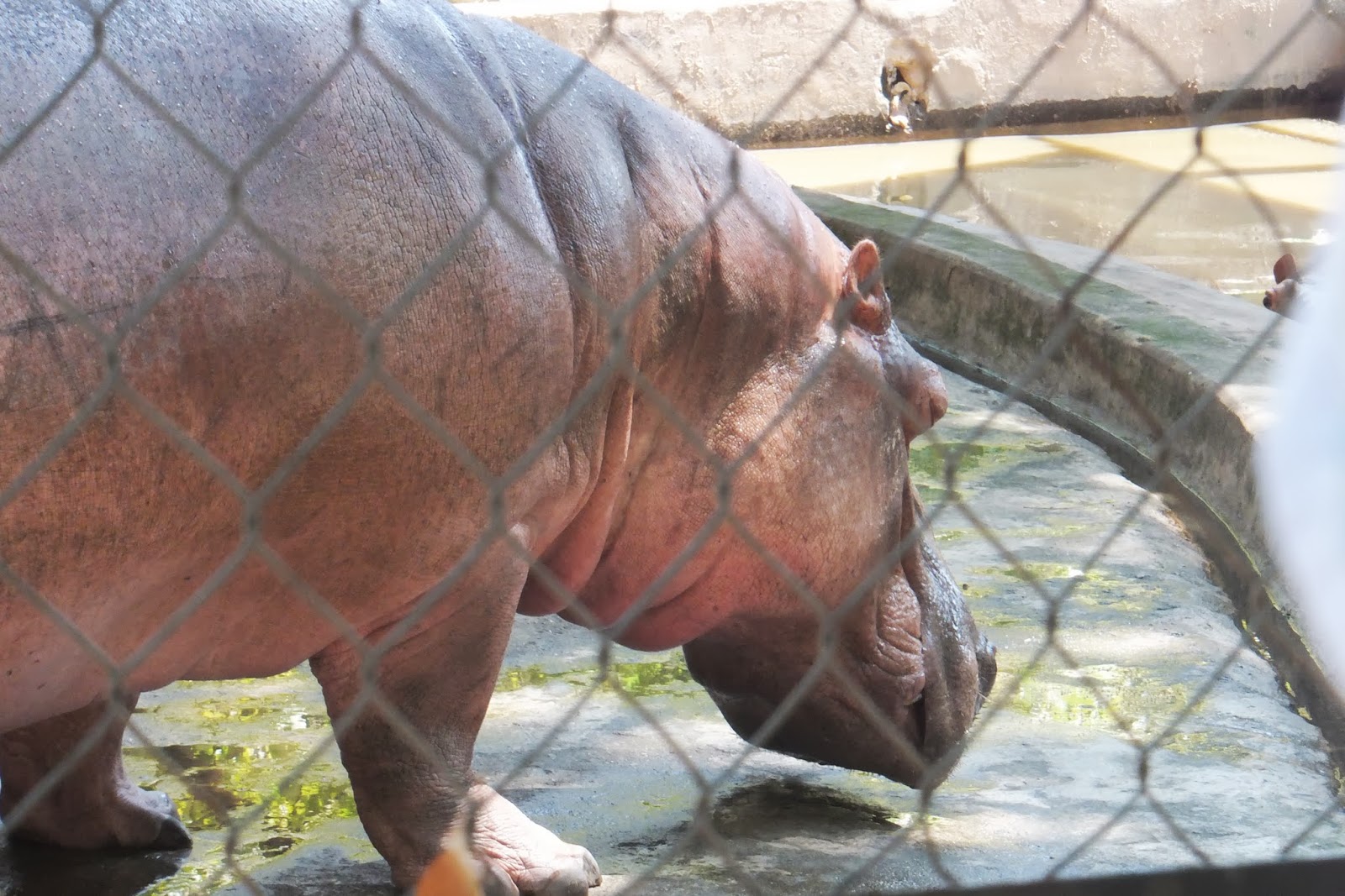 hanoi-zoo-Hippopotamus ハノイ動物園のカバ正面