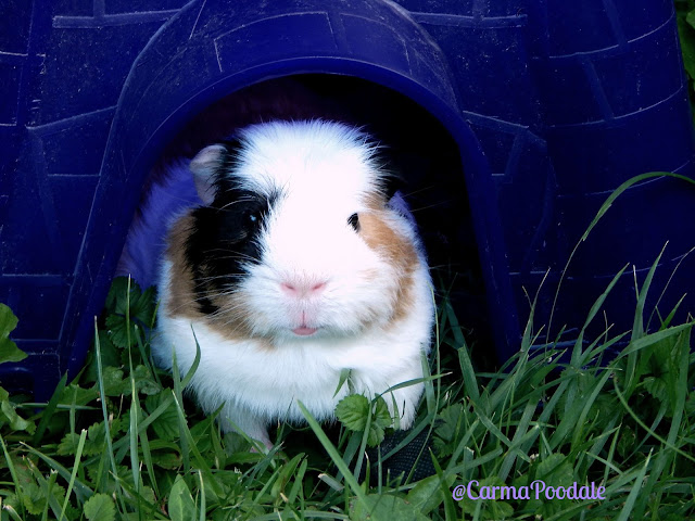 Cookie in a guinea pig house.