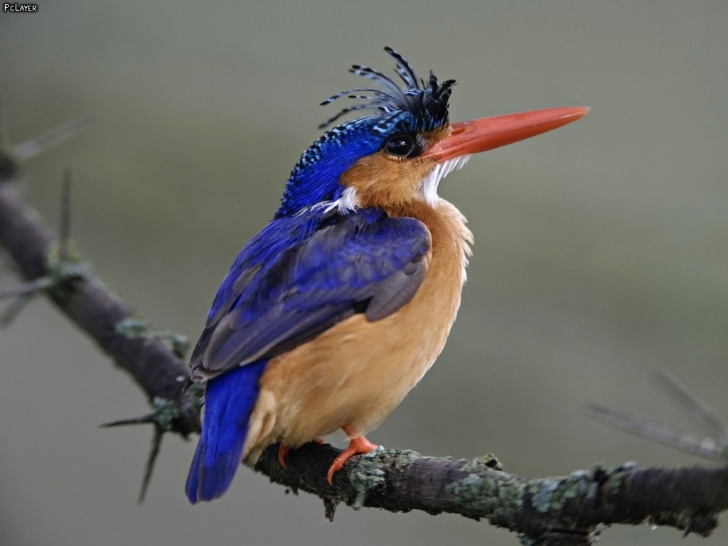 The Kingfisher Bird Beauty Of Bird