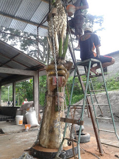 TUGU PADI,TUGU PADI NAGAN RAYA,BERKAH TEMBAGA