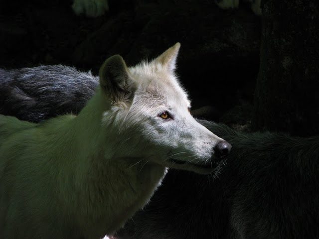 Un meute de loups à Orlu la maison des loups Orlu parc animalier