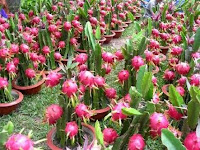 Buah Naga Segar dalam Pot Buah Naga Segar dalam Pot