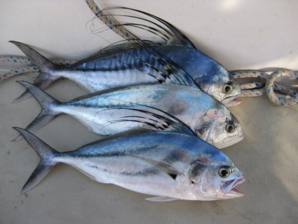 Info-Junction Blog: Roosterfish