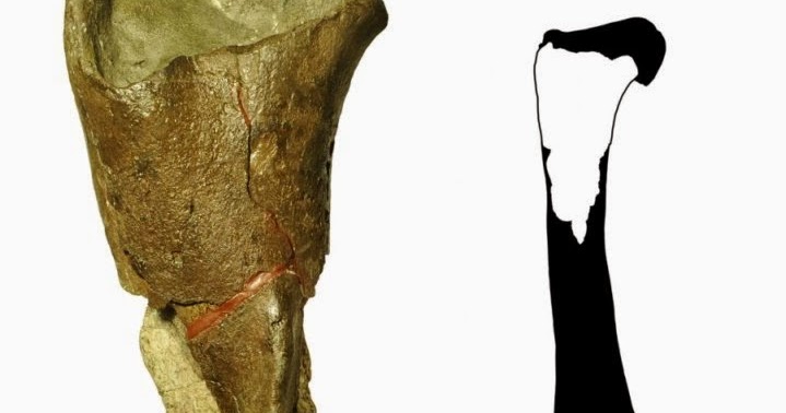 first dinosaur to be discovered