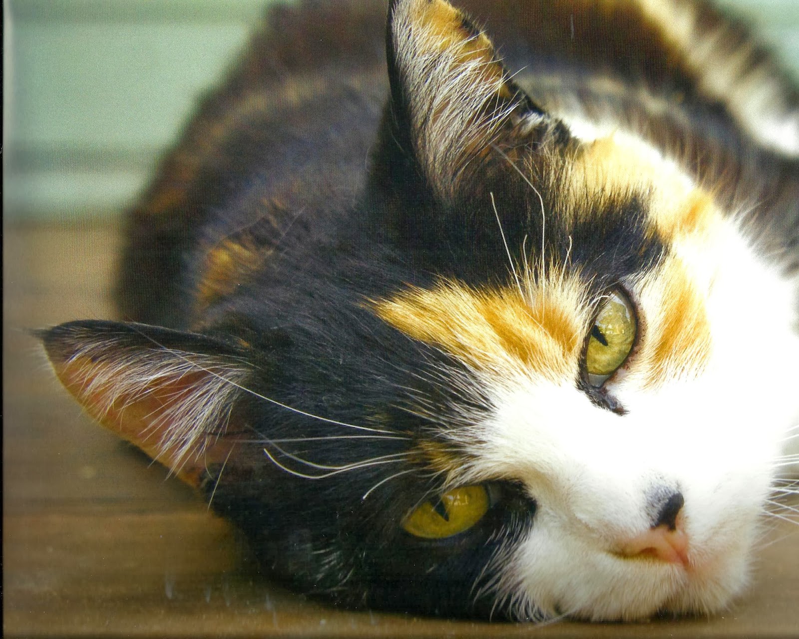 Calico Cat Laying Down high quality wallpaper Beautiful
