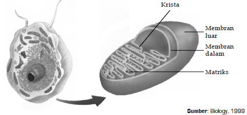 Struktur lisosom