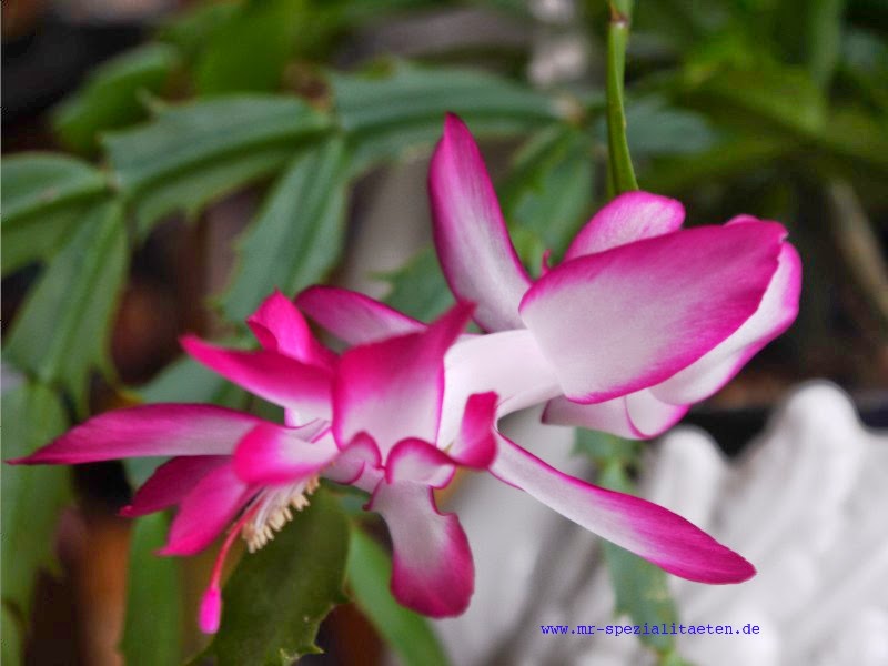 Weihnachtskaktus 3 Frau Rosenfräulein Mit Rosen Delikat Essen https://rosenprodukte.com