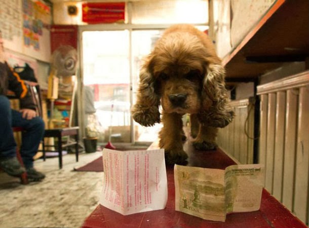 كلب ذكي يشتري طعامه بنفسه من السوبر ماركت