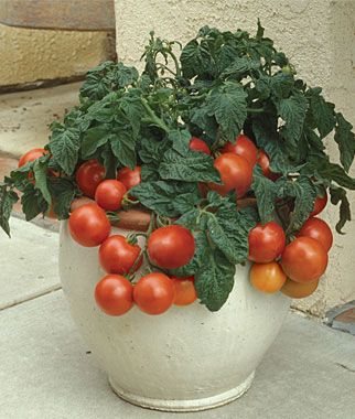 Blog Multi Vaso: O Tomateiro