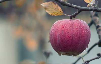 Manfaat Buah - buahan Bagi Tubuh Kita Kandungan Buah Buahan Bagi Kesehatan Tubuh Kita