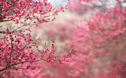 cherry japanese blossoms sakura flower flowers spring