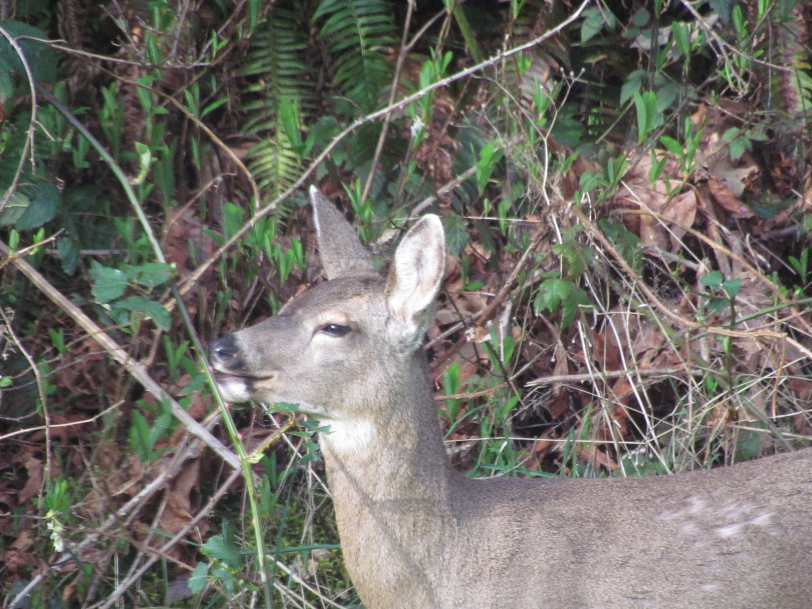 Scene Through My Eyes Deer